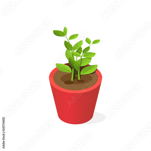  Pot plant in isometric style. Vector image of a flower in a flowerpot