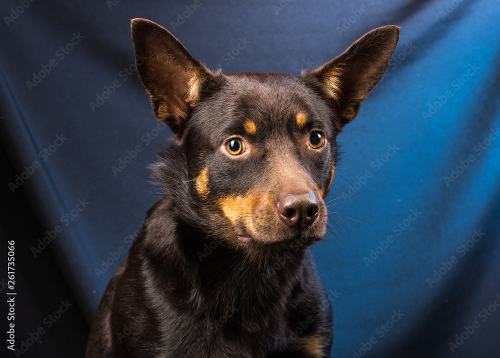 Portrait of an Australian Kelpie dog in a studio on a dark background Portrait of an Australian Kelpie dog in a studio on a dark background