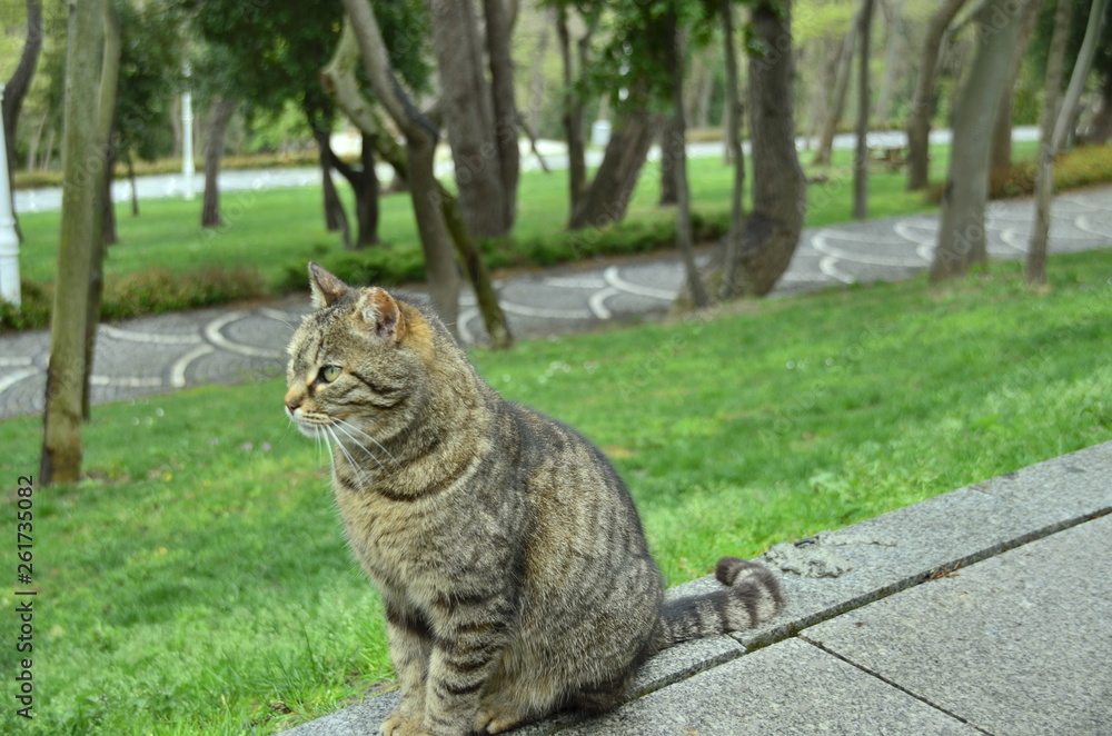 Naklejka premium cat in the garden