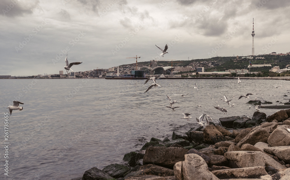 Seagulls on the waterfront, Baku city