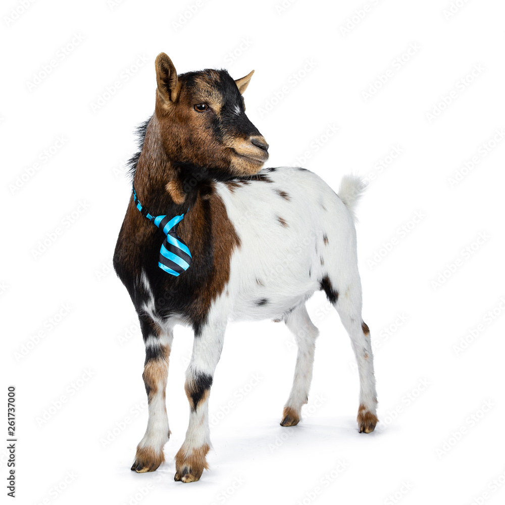 Funny spotted pygmy goat wearing a blue and black striped tie, standing side ways. Looking beside camera. Isolated on white background.