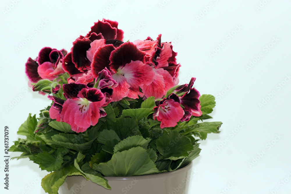 Obraz premium Edelgeranie Pelargonien freigestellt auf weißem Hintergrund