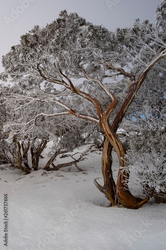 Snowy Mountains Australia