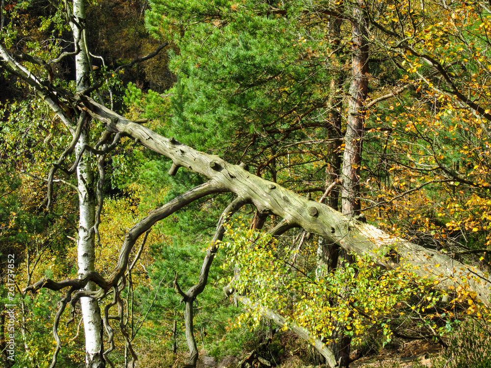 Obraz premium Sächsische Schweiz Saxony Switzerland Bastei