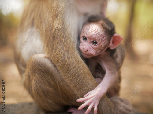 Photography Baby monkey langur
