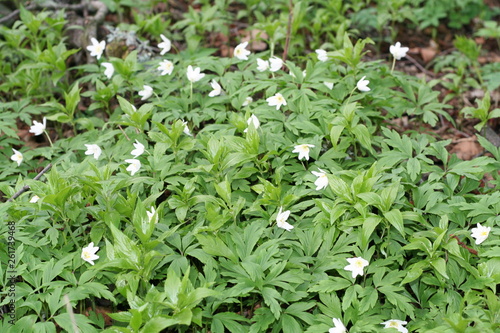 green plants in the garden