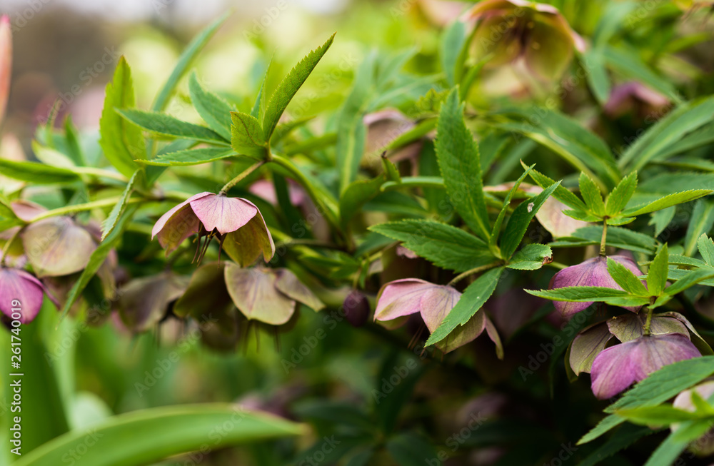 Green flowers. Helleborus viridis, commonly called green hellebore. selective focus Green flowers. Helleborus viridis, commonly called green hellebore. selective focus