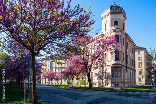 flowering trees in a public park  and old architecture in Turin (Piedmont), Italy. photo