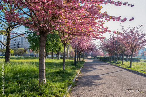 Beautiful Winding Cherry Blossom Lane in a Turin (Italy) city park.