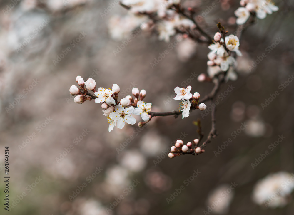 Close-up of first gentle white flowers blooming cherry branch. Selective focus. Spring concept. Close-up of first gentle white flowers blooming cherry branch. Selective focus. Spring concept.