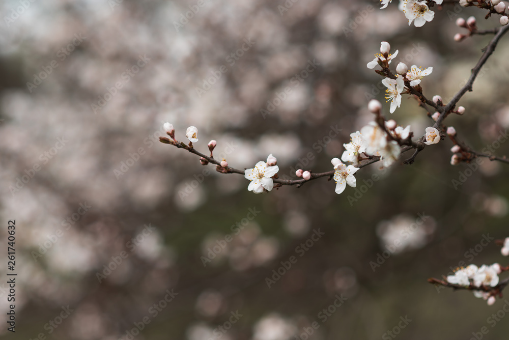 Close-up of first gentle white flowers blooming cherry branch. Selective focus. Spring concept. Close-up of first gentle white flowers blooming cherry branch. Selective focus. Spring concept.