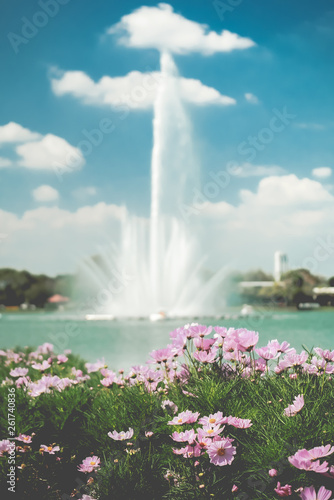 Cosmos flower and the fountain at the plublish parks.