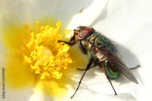 Fliege auf Zystrose photo