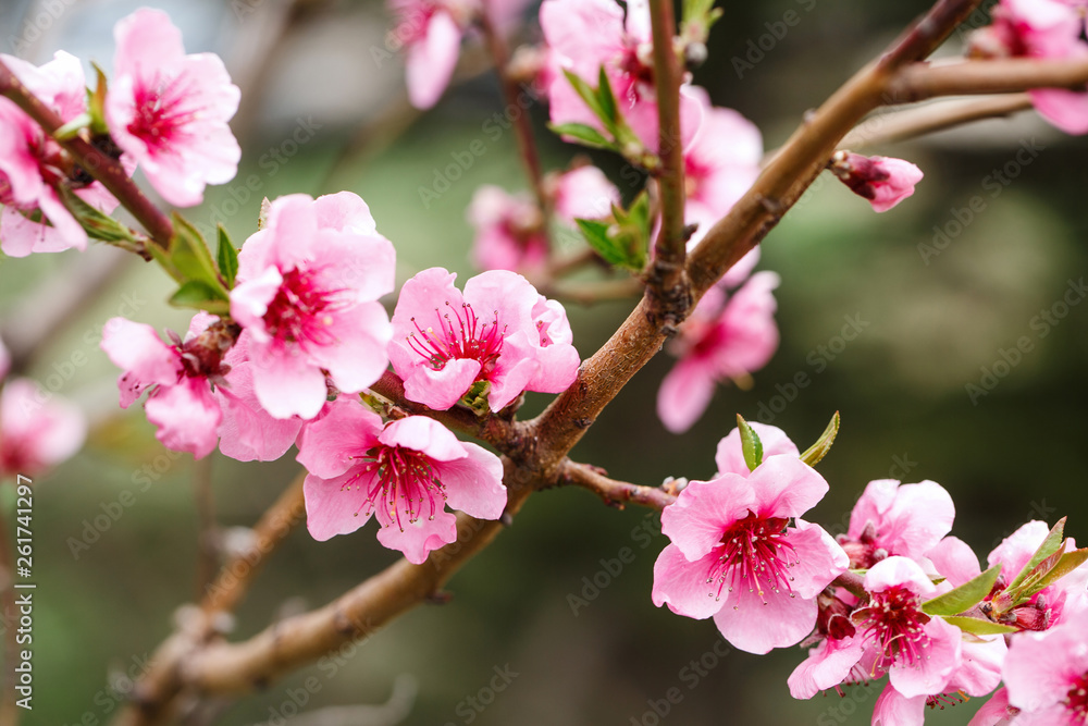 Buds and flowers on a branch of a Japanese cherry tree. Spring blossoms. Nature macro. Buds and flowers on a branch of a Japanese cherry tree. Spring blossoms. Nature macro.
