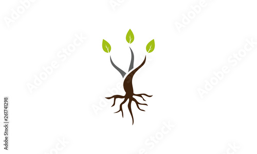 tree leaf logo