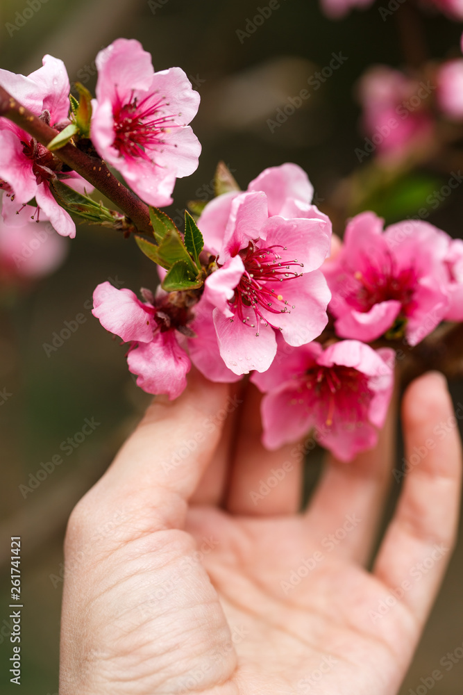 Hand holding a branch. Buds and flowers on a branch of a Japanese cherry tree. Spring blossoms. Nature macro. Hand holding a branch. Buds and flowers on a branch of a Japanese cherry tree. Spring blossoms. Nature macro.