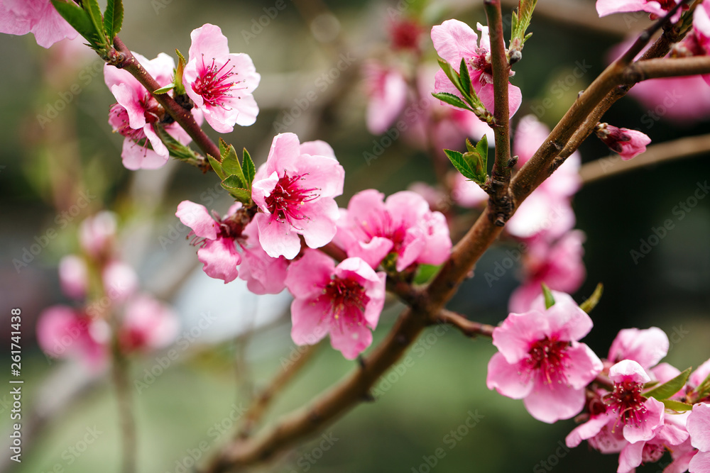 Buds and flowers on a branch of a Japanese cherry tree. Spring blossoms. Nature macro. Buds and flowers on a branch of a Japanese cherry tree. Spring blossoms. Nature macro.