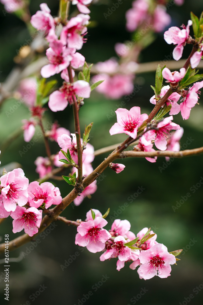 Buds and flowers on a branch of a Japanese cherry tree. Spring blossoms. Nature macro. Buds and flowers on a branch of a Japanese cherry tree. Spring blossoms. Nature macro.