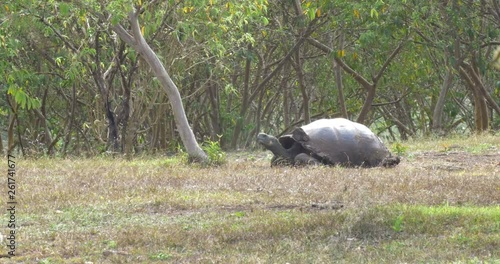 Glapagos Giant Turtle in the field photo