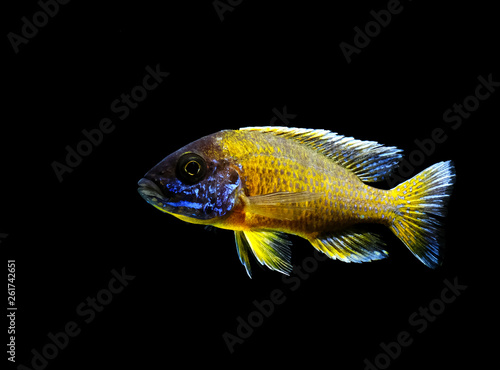 colorful beautiful african cichlid peacock aulonocara fish in aquarium