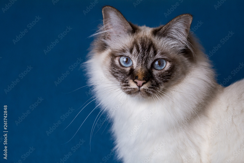 Katze Heilige Birma Rasseportrait Rassekatze blaue Augen blauer Hintergrund