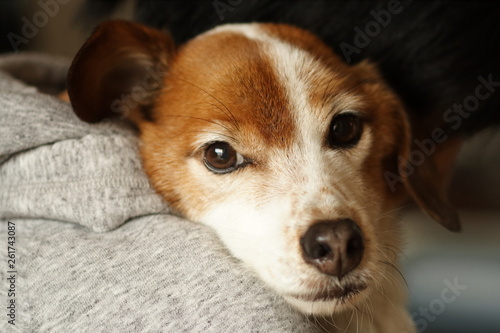 甘える犬