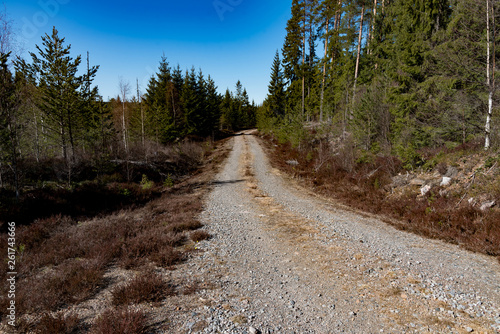 gravel road in a swedish forest spring 2019