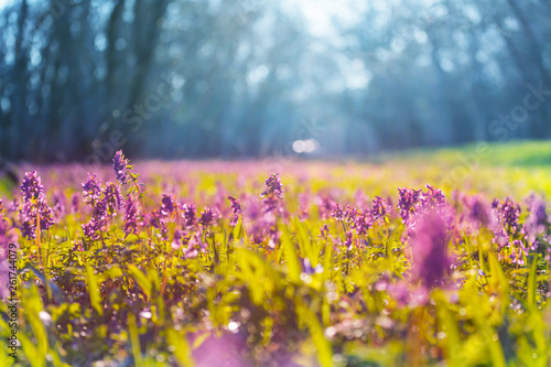 Spring forest