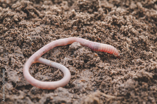 Earthworm in soil - closeup shot - Image