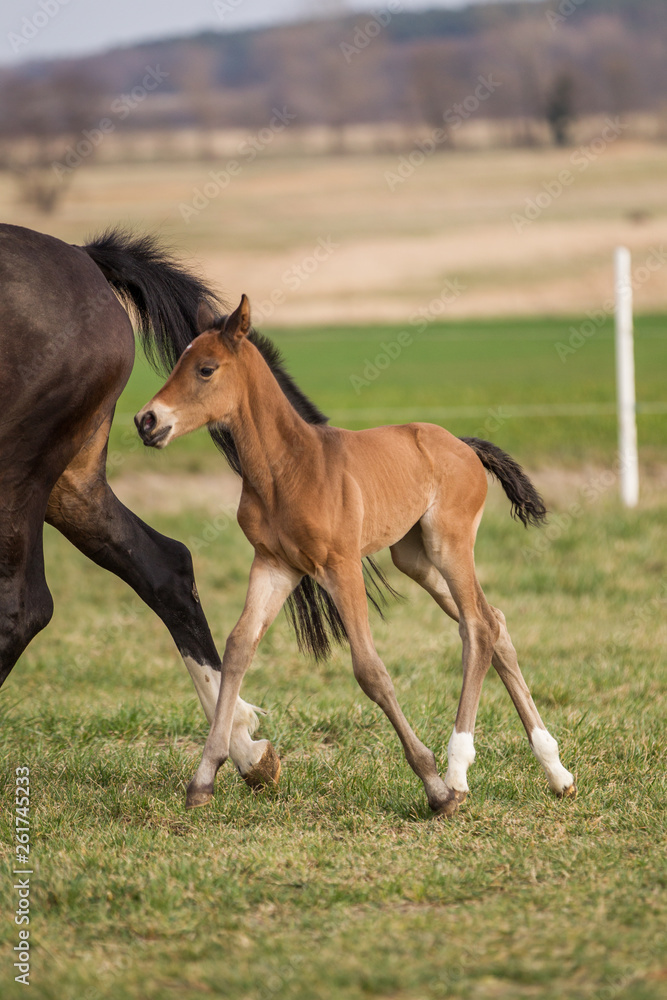 Fototapeta premium Fohlen bei Fuss
