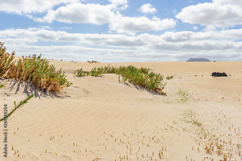 Desert of Fuerteventura at the Canary Islands of Spain Desert of Fuerteventura at the Canary Islands of Spain