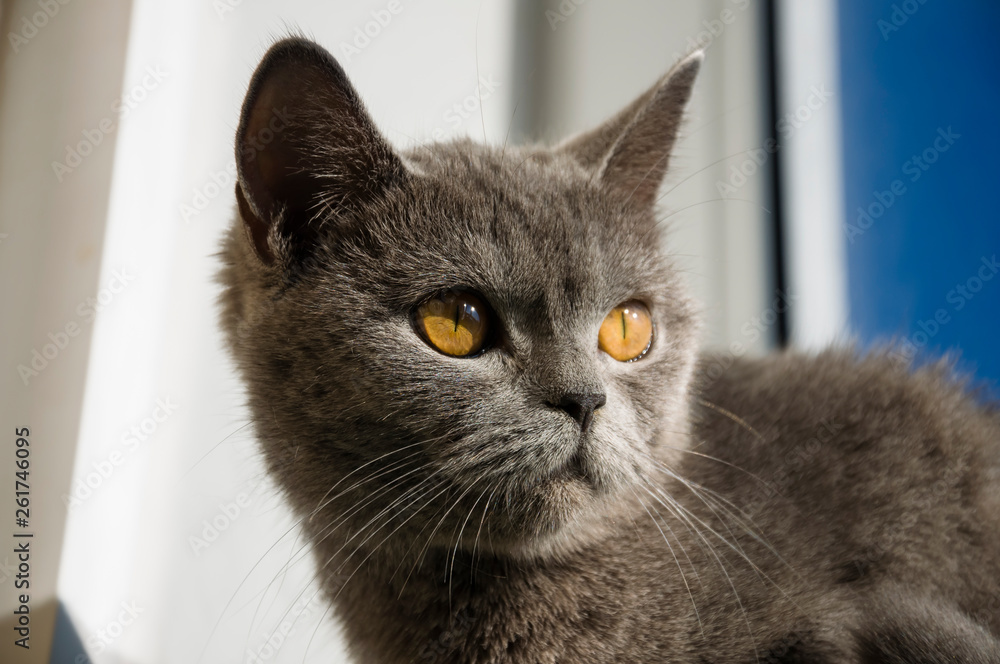 British Shorthair cat of grey color is looking