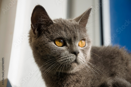 British Shorthair cat of grey color is looking