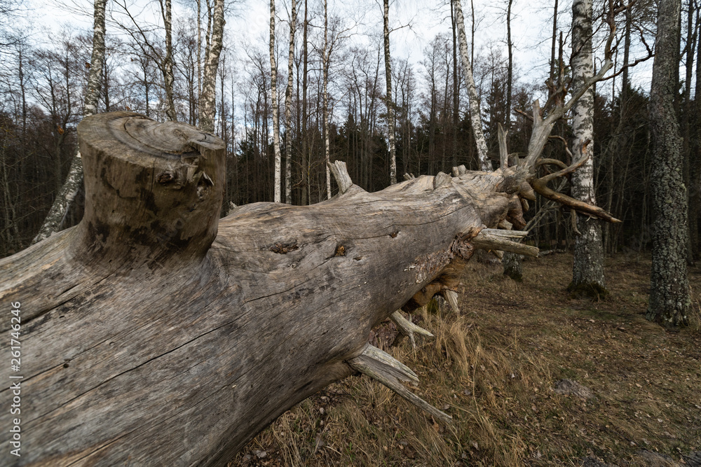 Old fallen decayed dry tree in the forest with birch trees in the background - Veczemju Klintis, Latvia - April 13, 2019 Old fallen decayed dry tree in the forest with birch trees in the background - Veczemju Klintis, Latvia - April 13, 2019