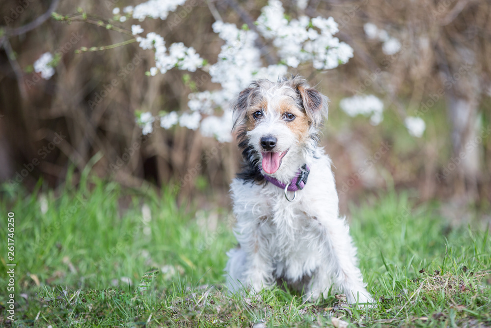 Terrierhündin in Frühling