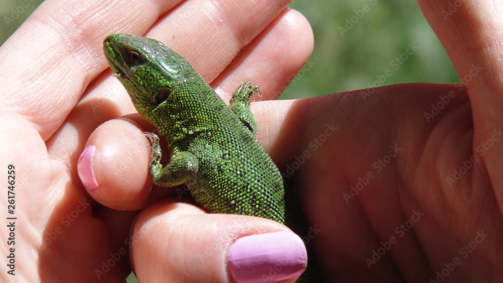 lizard on hand lizard on hand