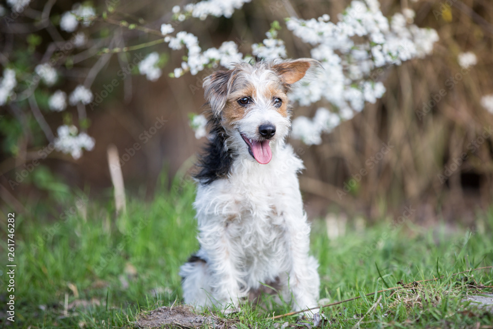 Terrierhündin in Frühling