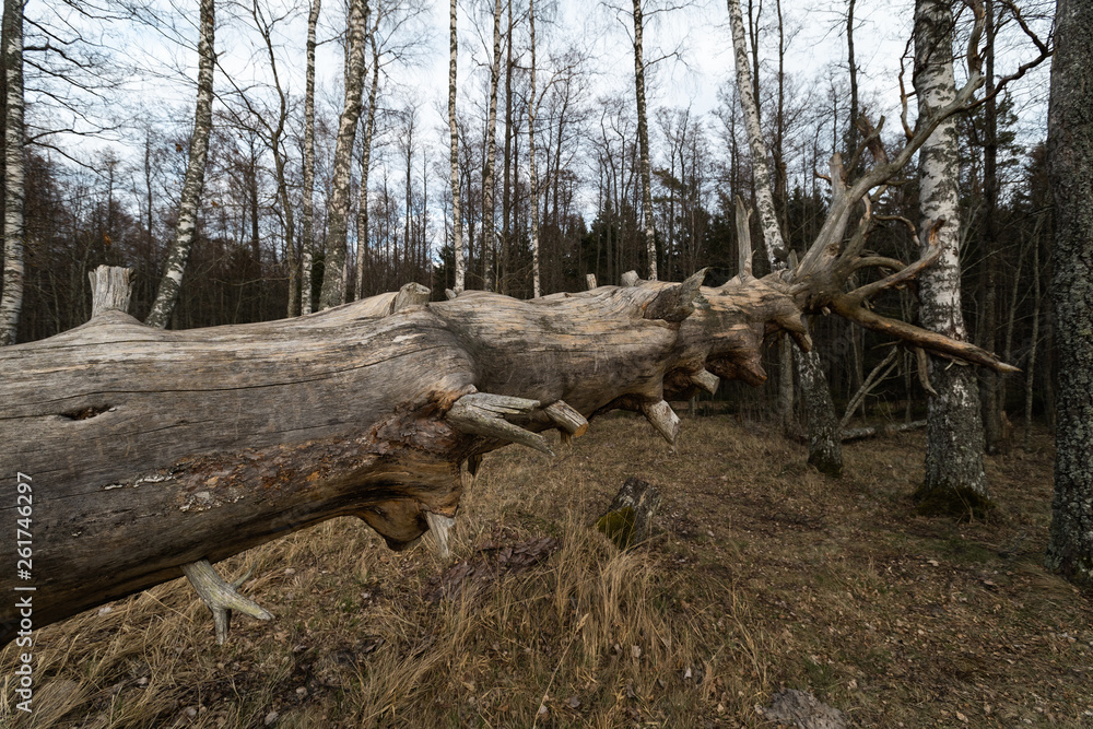 Old fallen decayed dry tree in the forest with birch trees in the background - Veczemju Klintis, Latvia - April 13, 2019 Old fallen decayed dry tree in the forest with birch trees in the background - Veczemju Klintis, Latvia - April 13, 2019