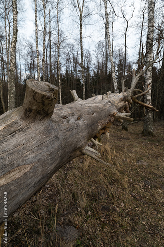 Old fallen decayed dry tree in the forest with birch trees in the background - Veczemju Klintis, Latvia - April 13, 2019
