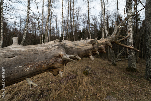 Old fallen decayed dry tree in the forest with birch trees in the background - Veczemju Klintis, Latvia - April 13, 2019