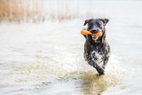 Hunde am See, Rüde spielt mit seinem Hundespielzeug im Wasser und rennt durch das kühle nass im Sommer, schwarzer Fila san Miguel apportiert