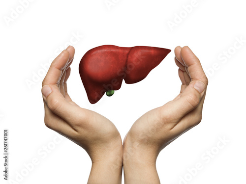 A human liver between two palms of a woman on white isolated background. The concept of a healthy liver.