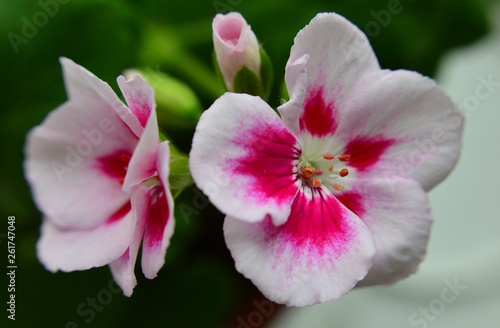 geranium 