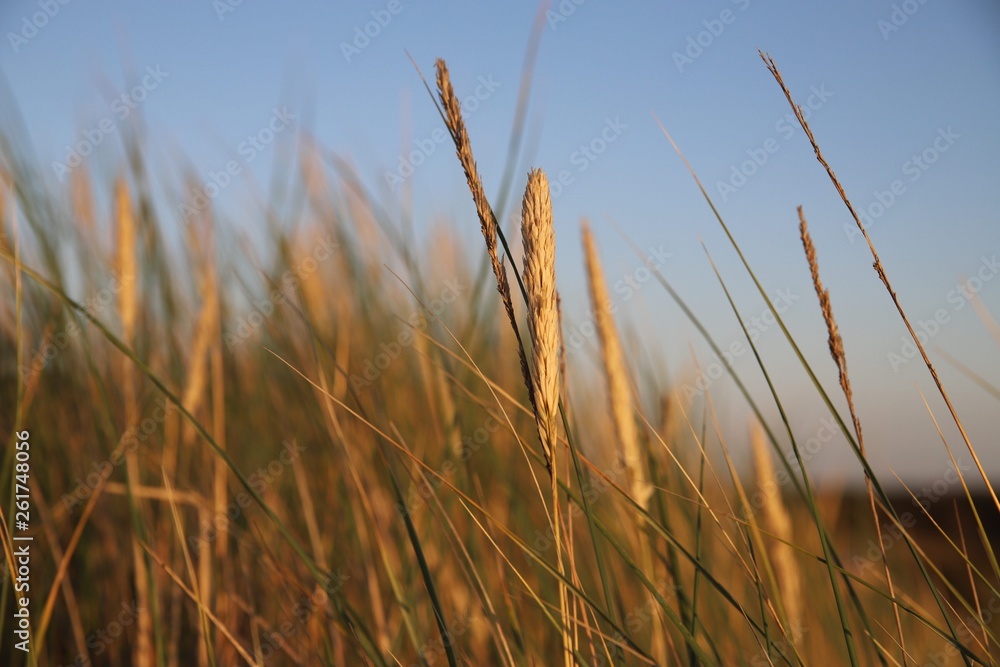 Fototapeta premium Schilf mit Leuchtturm im Hintergrund