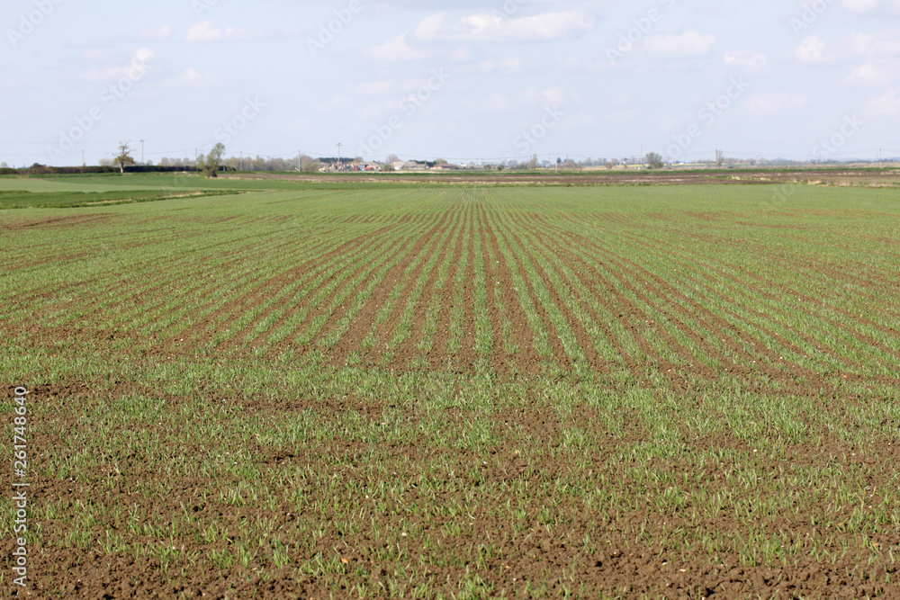 Field of wheat sprouting in the spring Field of wheat sprouting in the spring