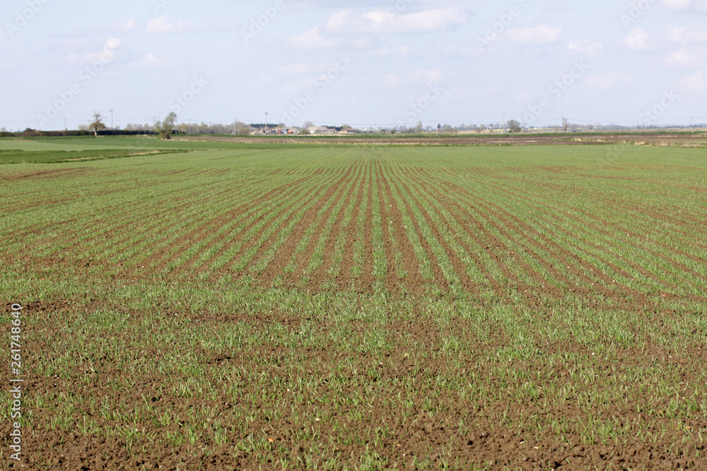 Field of wheat sprouting in the spring