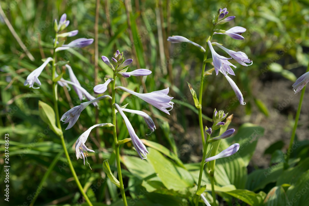 Flower Hosta fortunei Flower Hosta fortunei