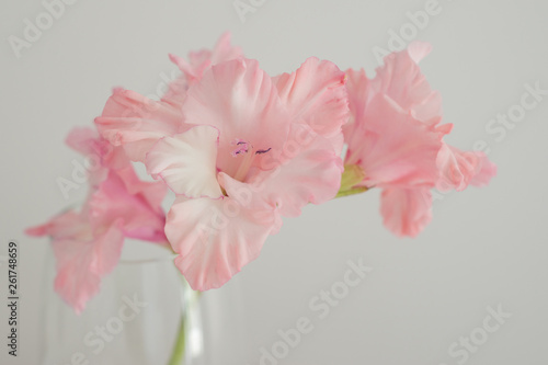 Pink gladiolus flower in a vase closeup