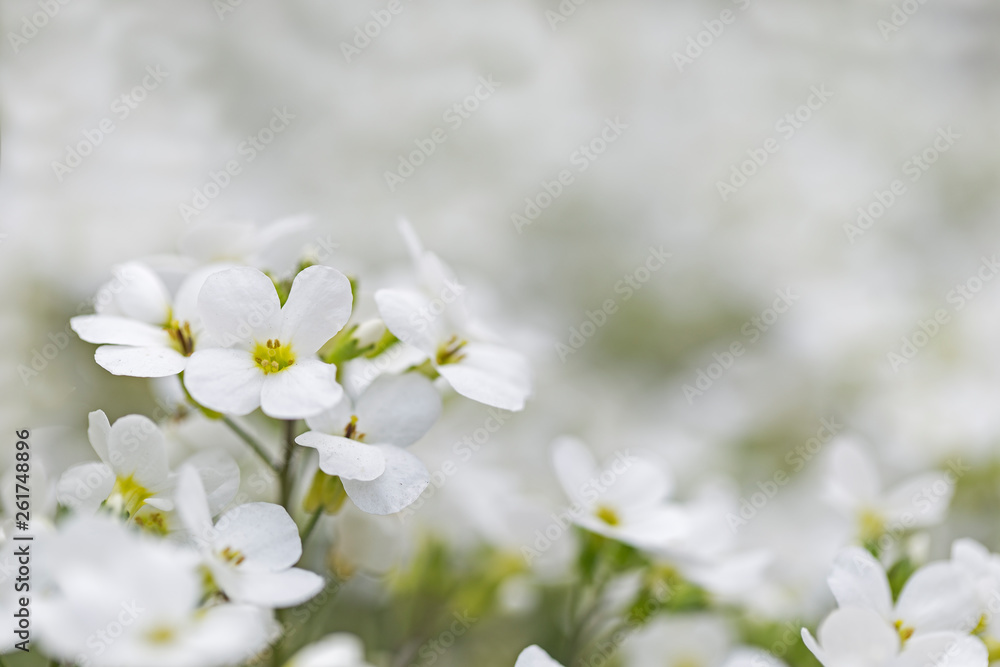 Close up of Lobularia maritima flowers (syn. Alyssum maritimum, common name sweet alyssum or sweet alison), a plant typically used as groundcover. Sweet Alyssum (Lobularia maritima) selective focus.