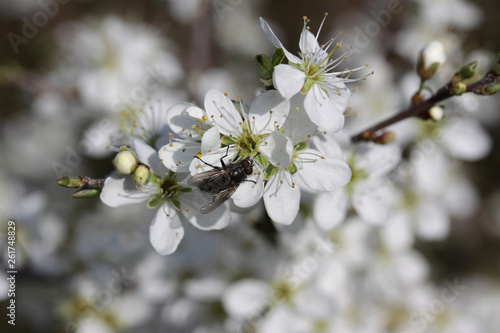 Close up of Hawthorn blossom in the spring